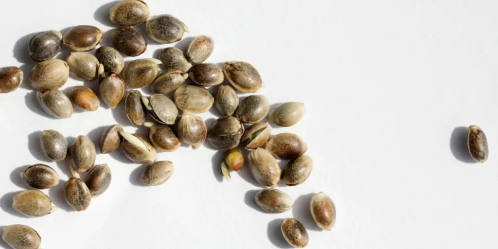 Modern Weed Seeds